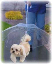 зонты для собак,  светящиеся ошейники